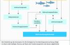 Infografik Fischschutz: Kriterien und Schritte zur Konzeptentwicklung für eine biologische Fischabstiegsuntersuchung